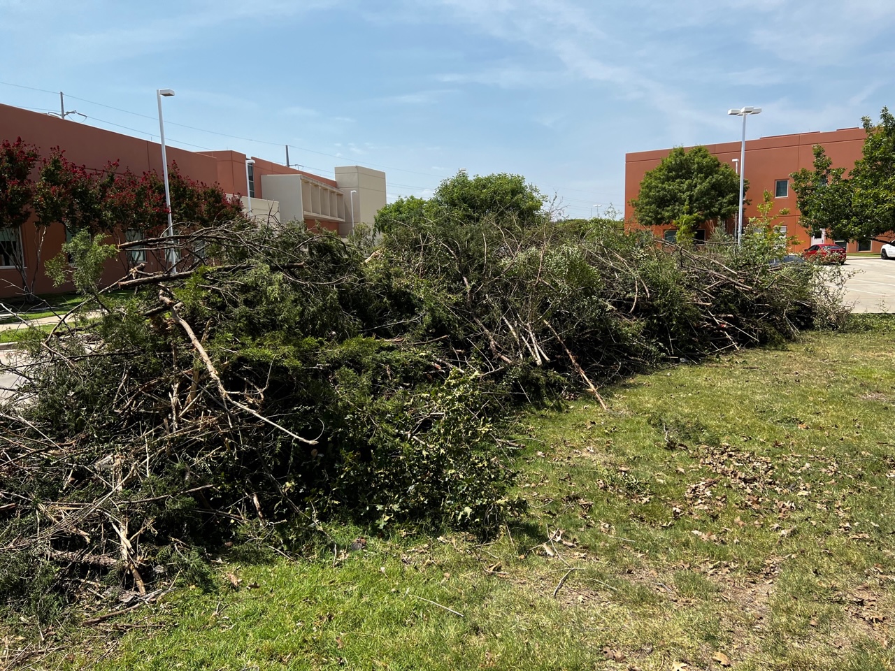 Brush Pile